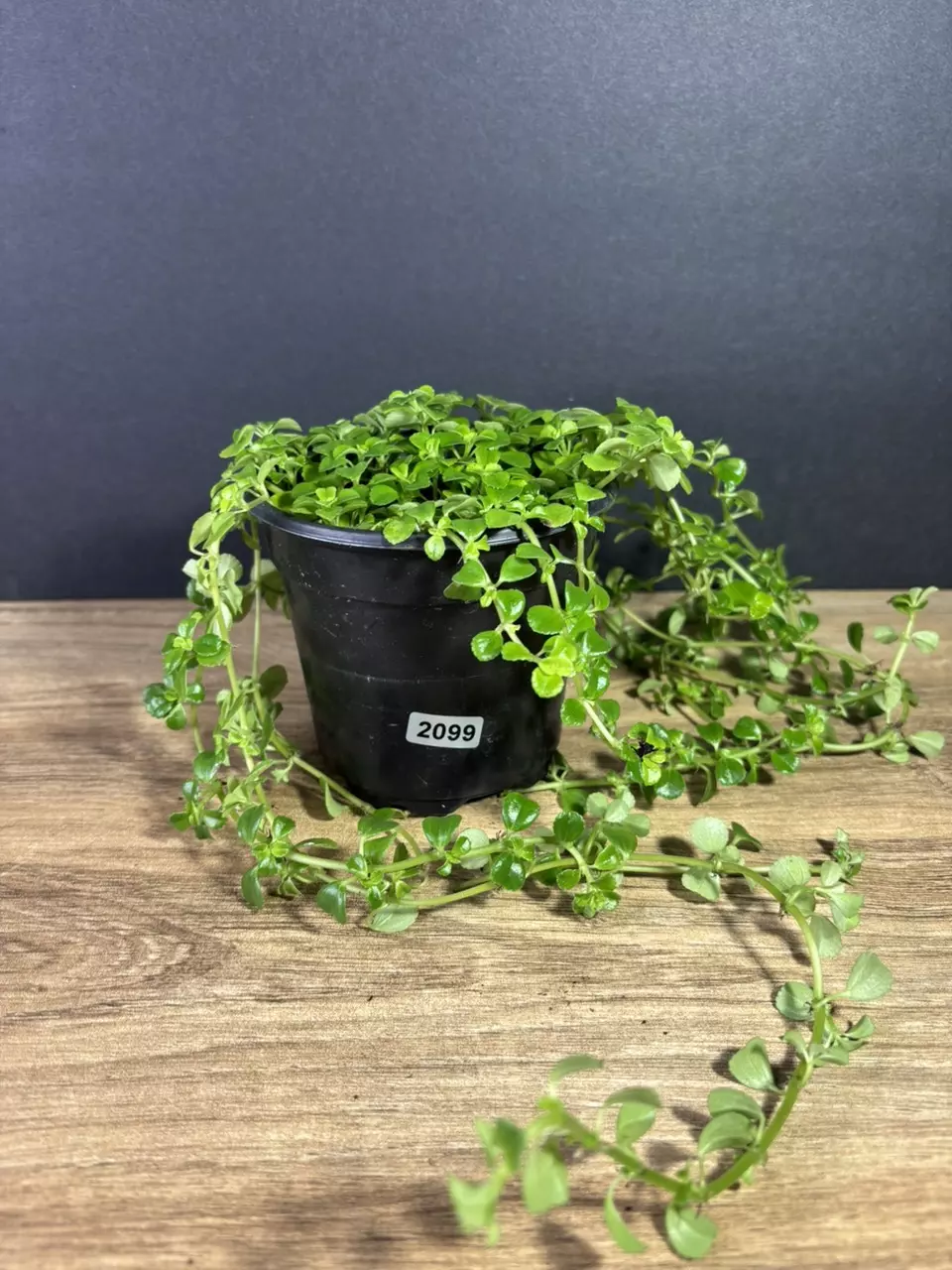 plant/Pilea Baby Tears Green 4” 2099-1