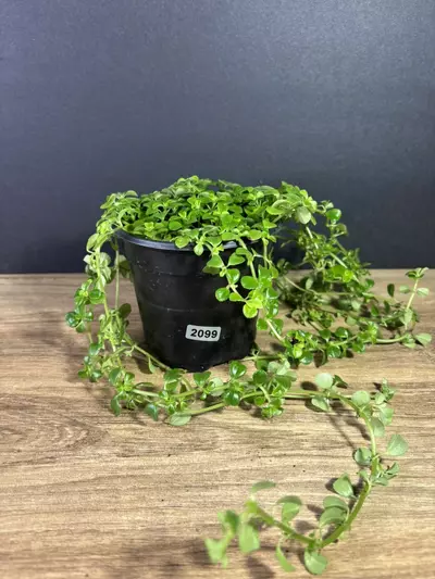 plant/Pilea Baby Tears Green 4” 2099-1-thumbnail