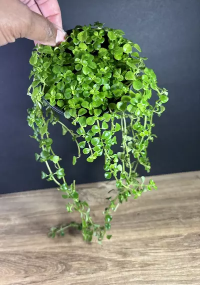 plant/Pilea Baby Tears Green 4” 2099-0-thumbnail