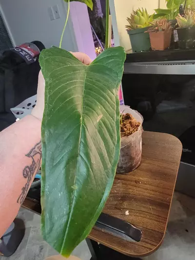 plant/Anthurium Noid-0-thumbnail