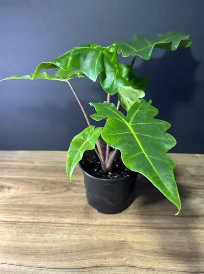 plant/Alocasia Golden Dragon 6” 2096-0-thumbnail