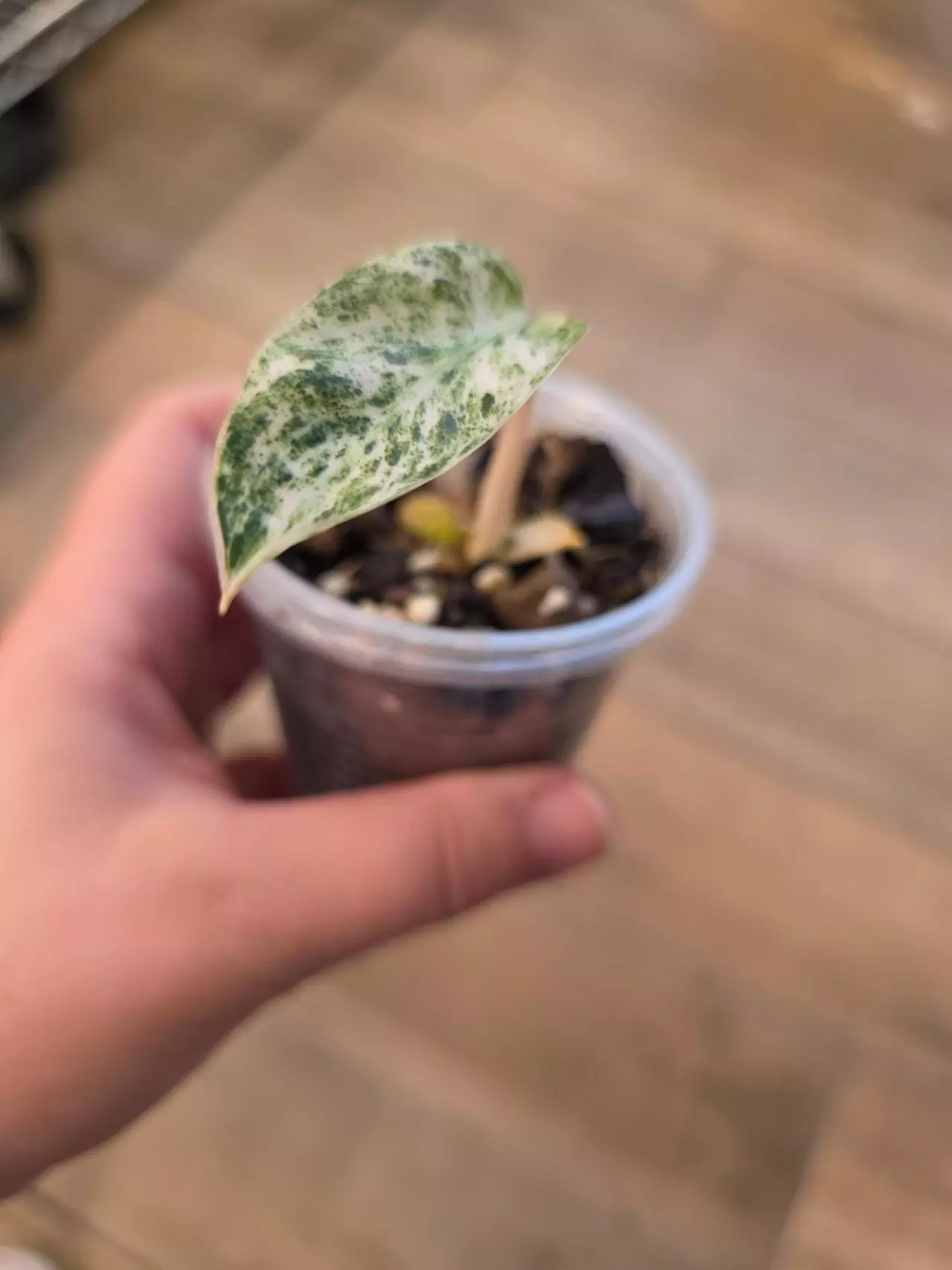 plant/Philodendron Emerald Ice-0