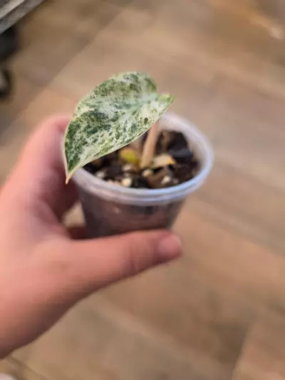 plant/Philodendron Emerald Ice-0-thumbnail