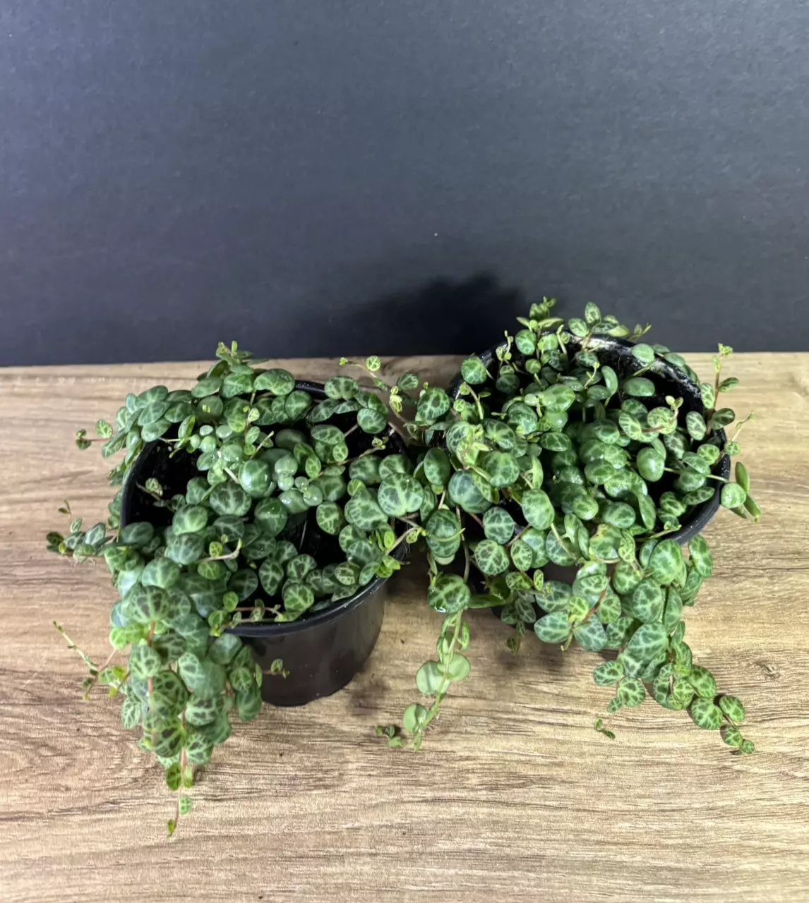 plant/String of Turtles 4”-2