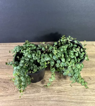 plant/String of Turtles 4”-2-thumbnail