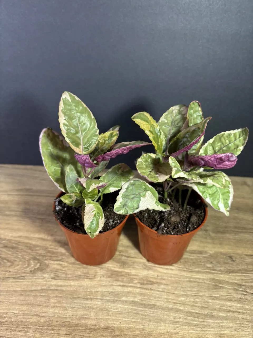 plant/Snow White Purple Waffle Plant 3”  - grower’s choice-1