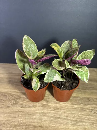 plant/Snow White Purple Waffle Plant 3”  - grower’s choice-1-thumbnail
