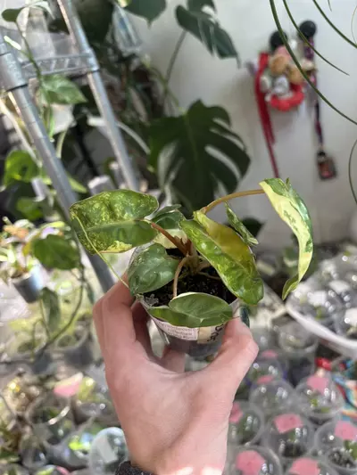 plant/Robin’s Variegated Billie 🥰🥰🥰-0-thumbnail