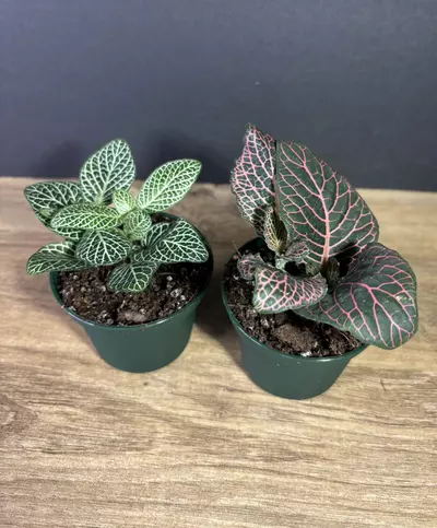 plant/Nerve Plant - Fittonia albivenis 3” Bundle (2pc) - Pink and White-0-thumbnail