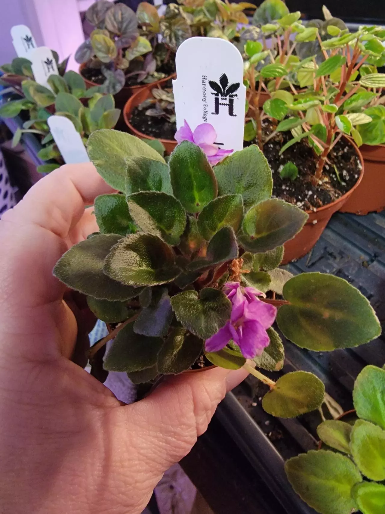 plant/Mini African Violet Jersey Rose Trail-0