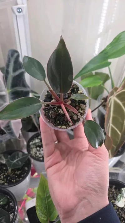 plant/Philodendron Red Congo Starter-0-thumbnail