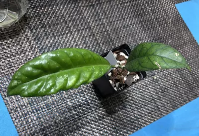 plant/Hoya Alyona (Minor Cosmetic Damage)-0-thumbnail