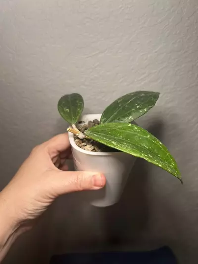 plant/Hoya rangsan splash-1-thumbnail