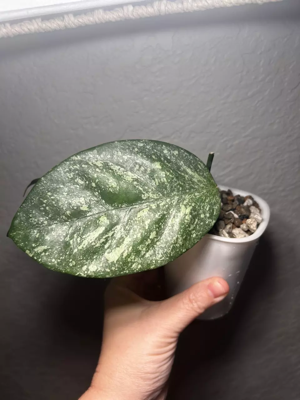 plant/Hoya Coriacea Silver-1