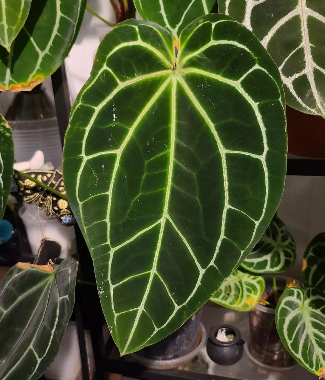 plant/Crystallinum round x long-2