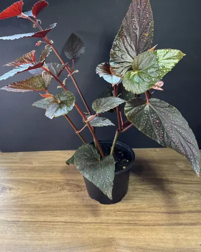 plant/Begonia Pink Spot 6” 2094-0-thumbnail