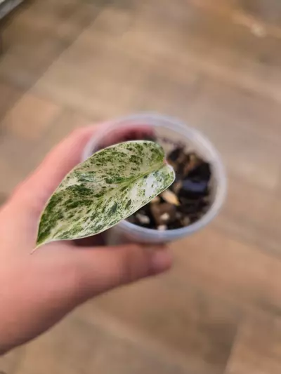 plant/Philodendron Emerald Ice-1-thumbnail