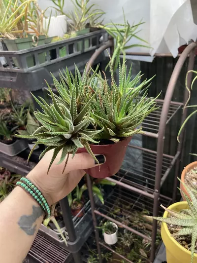 plant/Haworthiopsis attenuata 4” pot zebra haworthia-1-thumbnail