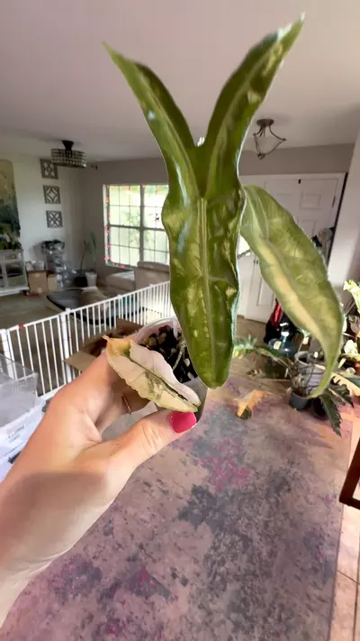 plant/Albo Borneo SP Narrow form-1-thumbnail