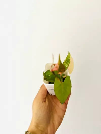 plant/Fallopia multiflora variegata plant.-1-thumbnail