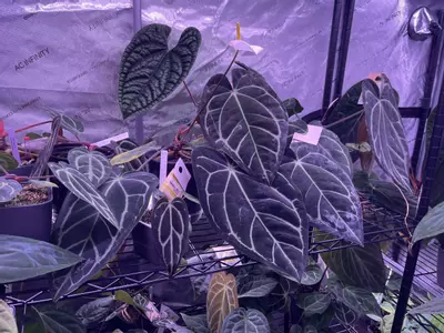 insulation/Insulation (one layer)-0-thumbnail