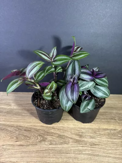 plant/Tradescantia Zebrina 4” - grower’s choice-1-thumbnail