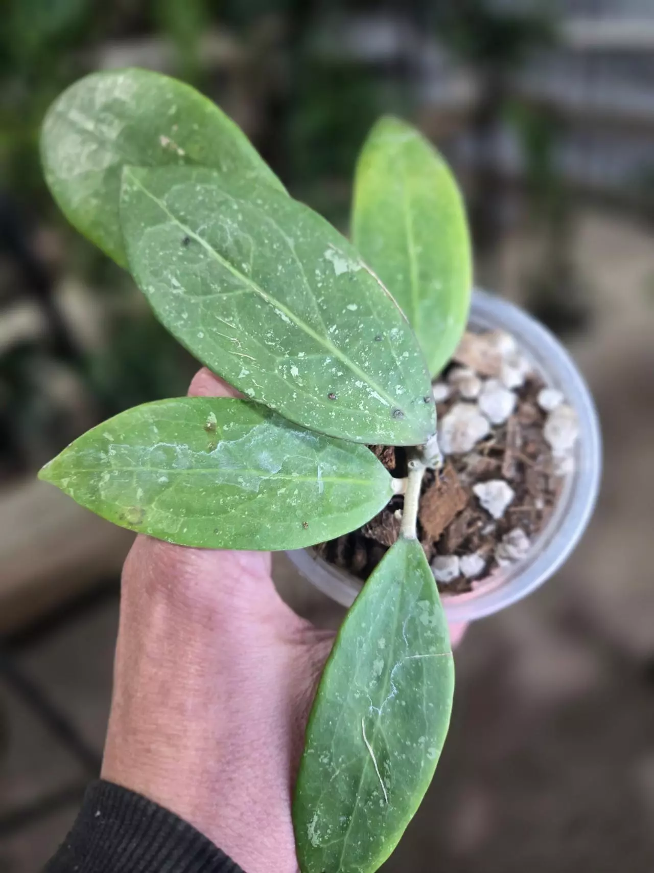 plant/"QUOTE ME OVERNIGHT"-0