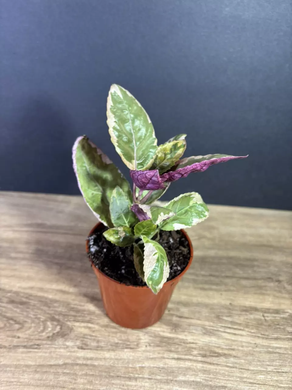 plant/Snow White Purple Waffle Plant 3”  - grower’s choice-0