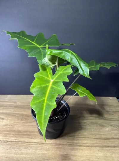 plant/Alocasia Golden Dragon 6” 2096-1-thumbnail