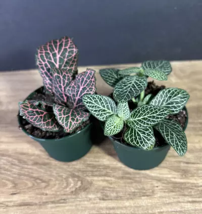 plant/Nerve Plant - Fittonia albivenis 3” Bundle (2pc) - Pink and White-1-thumbnail