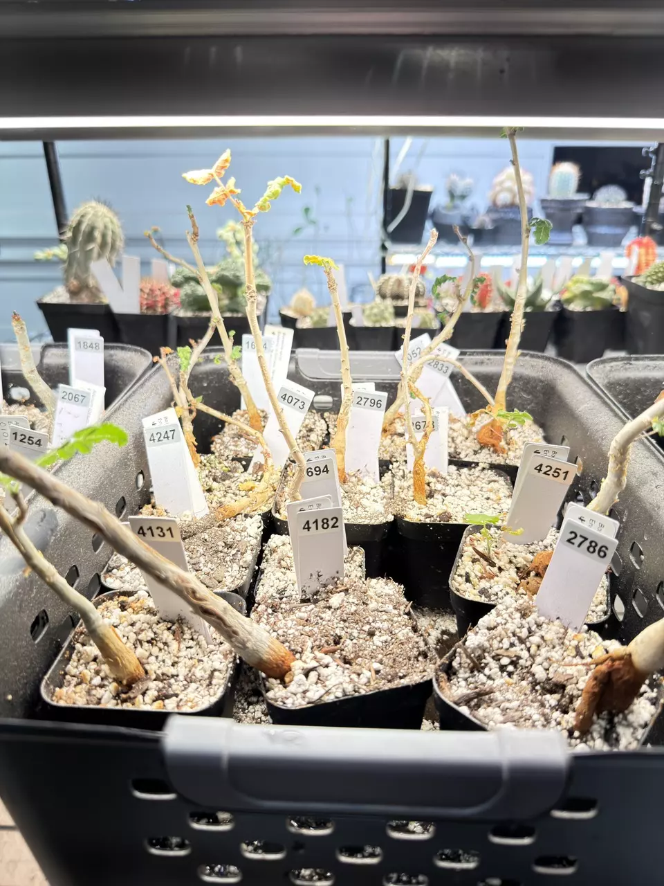 plant/Boswellia sacra (Growers Choice)-1