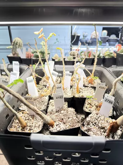 plant/Boswellia sacra (Growers Choice)-1-thumbnail