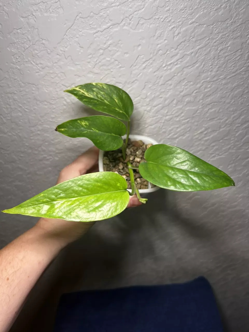 plant/Epipremnum Pinnatum Yellow Flame-2