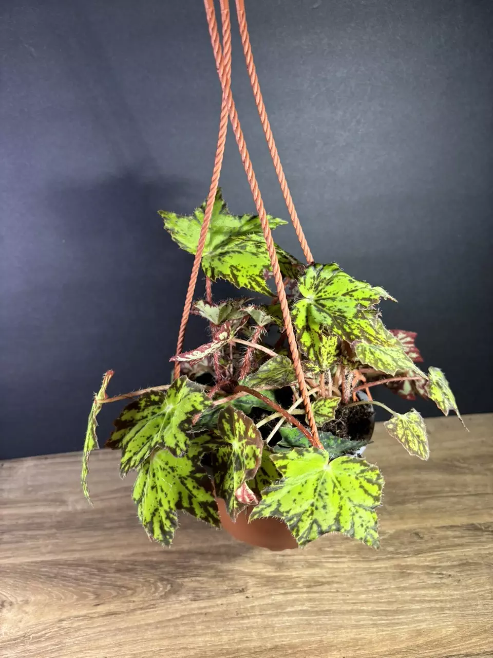 plant/Begonia Geometry 6” HB 2100-1