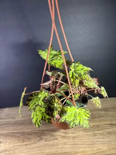 plant/Begonia Geometry 6” HB 2100-1-thumbnail