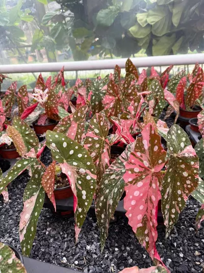 heat_pack/UPS extra shipping for next day-0-thumbnail