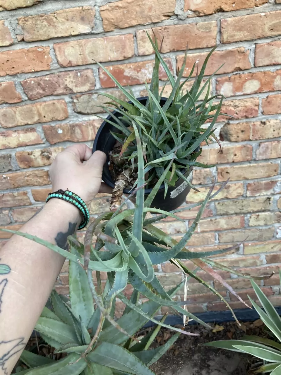 plant/Aloe ‘Blue Elf’ 1 Gallon-2