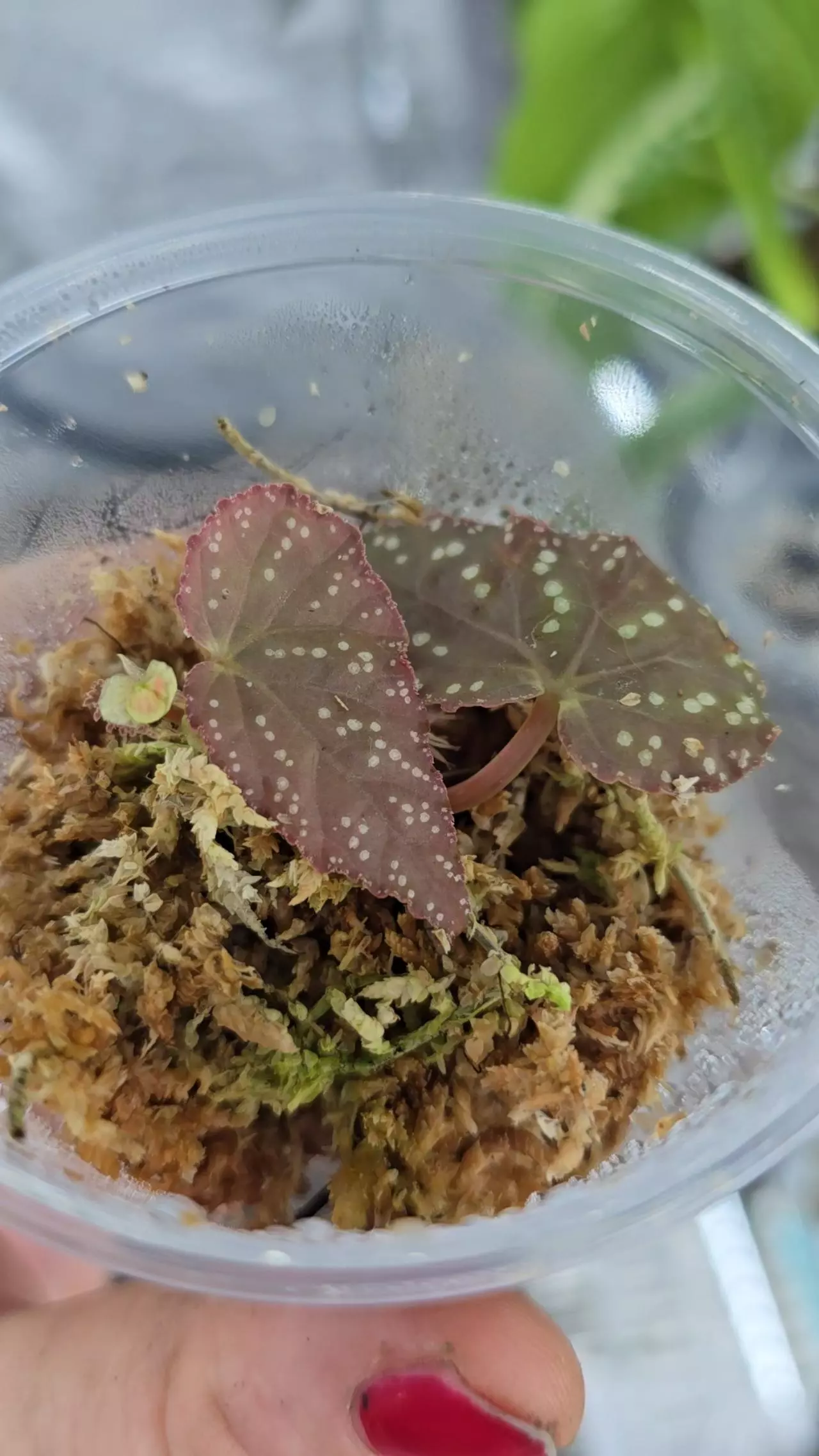 plant/Begonia Botanicaz 96 lightly rooted cutting with new growth point-0