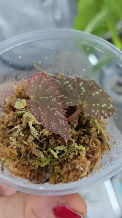 plant/Begonia Botanicaz 96 lightly rooted cutting with new growth point-0-thumbnail