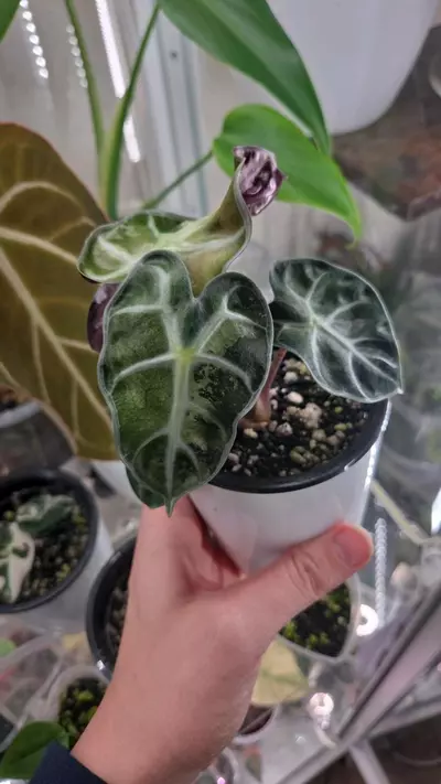 plant/Alocasia Pink Balloon Heart-0-thumbnail