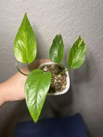 plant/Epipremnum Pinnatum Yellow Flame-0-thumbnail