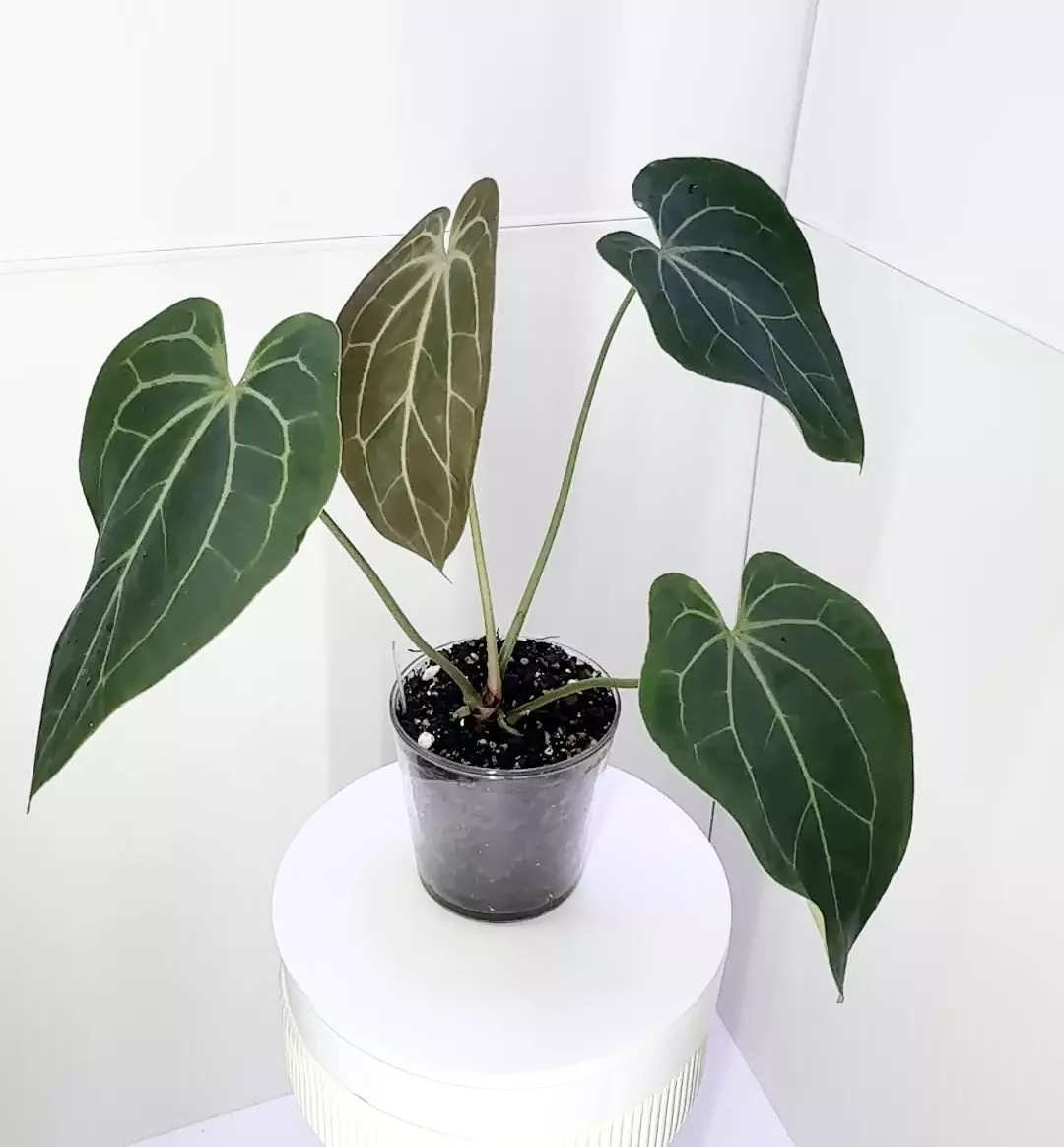 plant/XL Anthurium Besseae Aff. x Blue Velvet from Wildroots Ambient Acclimated-0