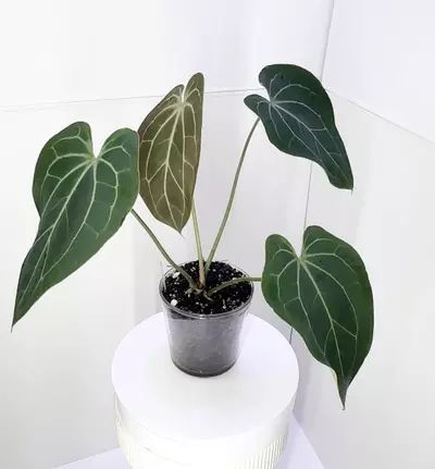 plant/XL Anthurium Besseae Aff. x Blue Velvet from Wildroots Ambient Acclimated-0-thumbnail