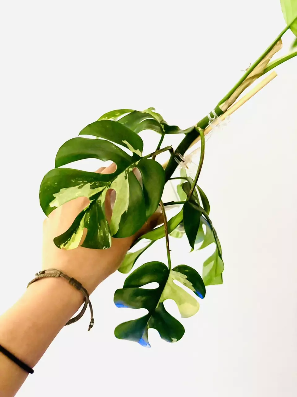 plant/Rhaphidophora tetrasperma variegata-0