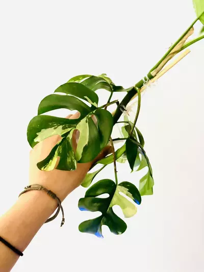 plant/Rhaphidophora tetrasperma variegata-0-thumbnail