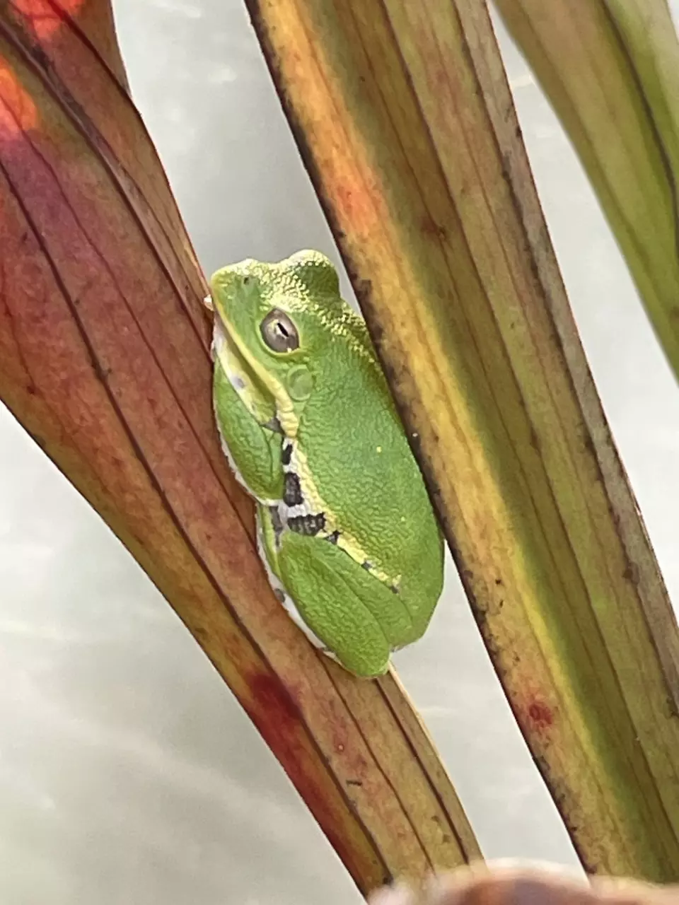 plant/Sarracenia seed-0