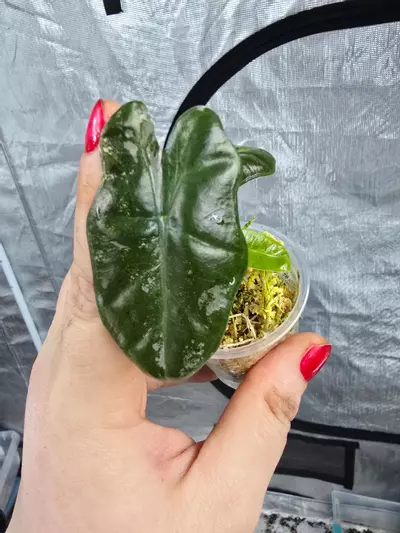 plant/Alocasia Pink Pseudosanderiana pup-1-thumbnail