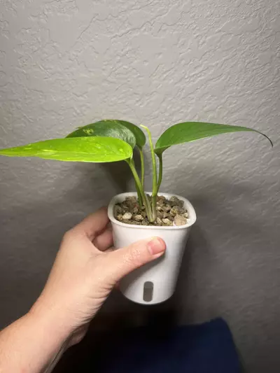 plant/Epipremnum Pinnatum Yellow Flame-1-thumbnail