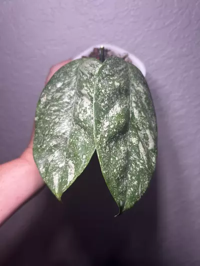 plant/Hoya Coriacea Silver-0-thumbnail