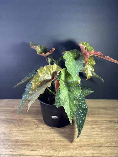 plant/Begonia Rain Dance 6” 2090-0-thumbnail